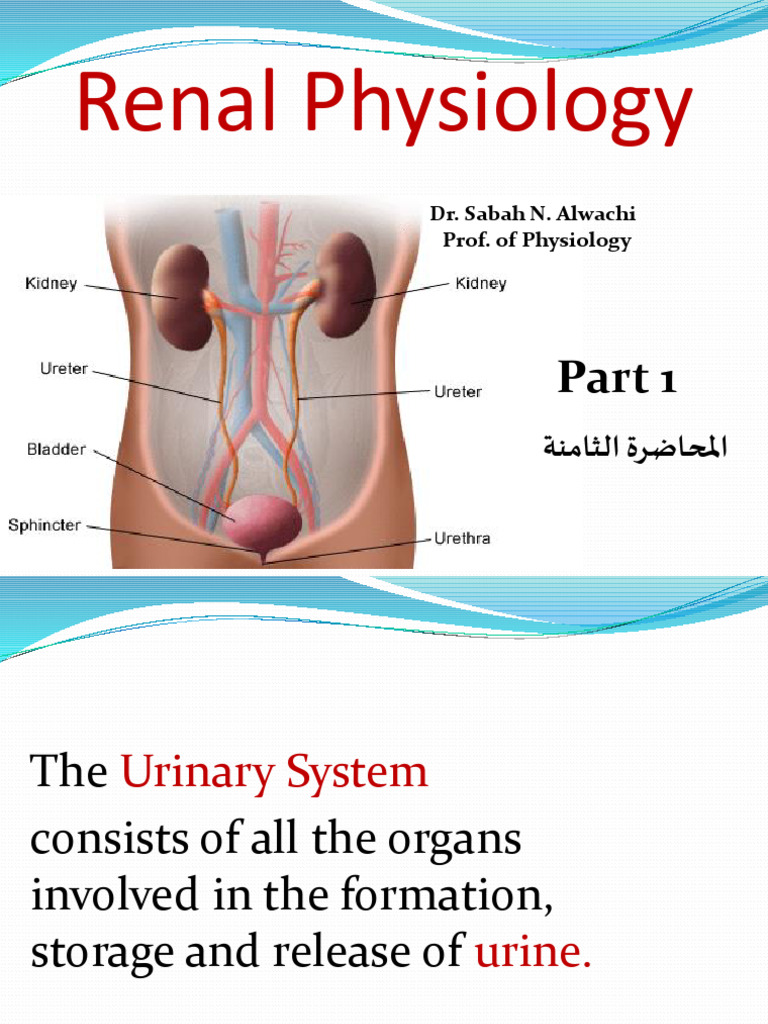 Overview of Renal Physiology and Functions | PDF | Kidney | Urinary System
