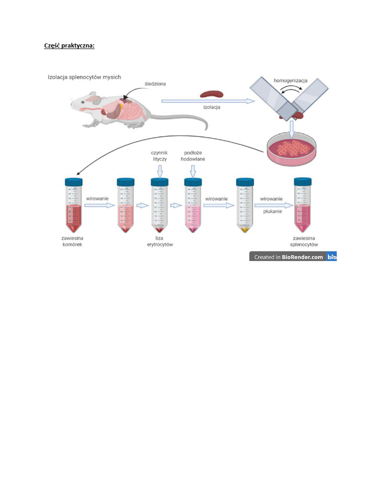 Izolacja Śledziony | PDF
