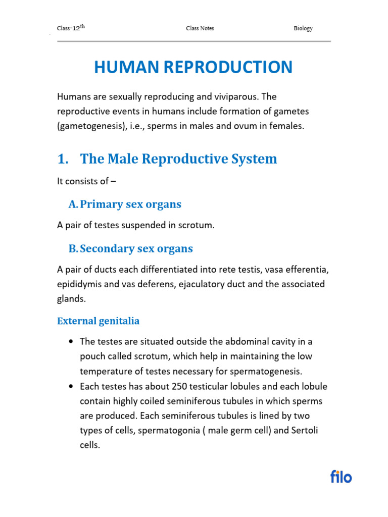 Human Reproduction: Class 12 Biology Notes | PDF | Menstrual Cycle ...