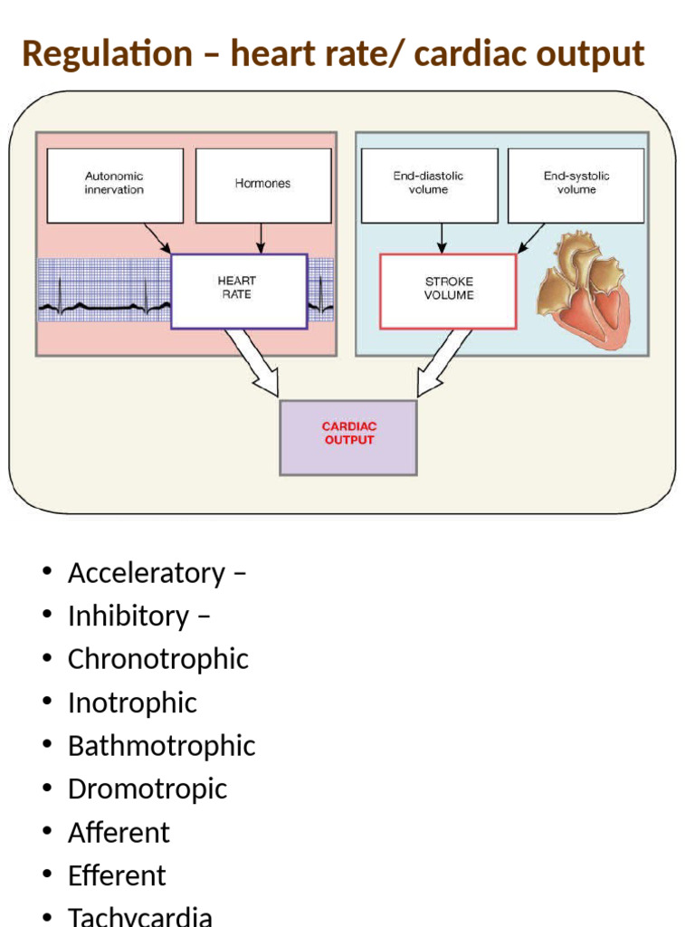 Heart Rate Regulation Overview | PDF | Heart | Heart Rate