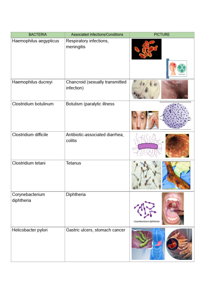 Bacterial Infections and Associated Diseases | PDF