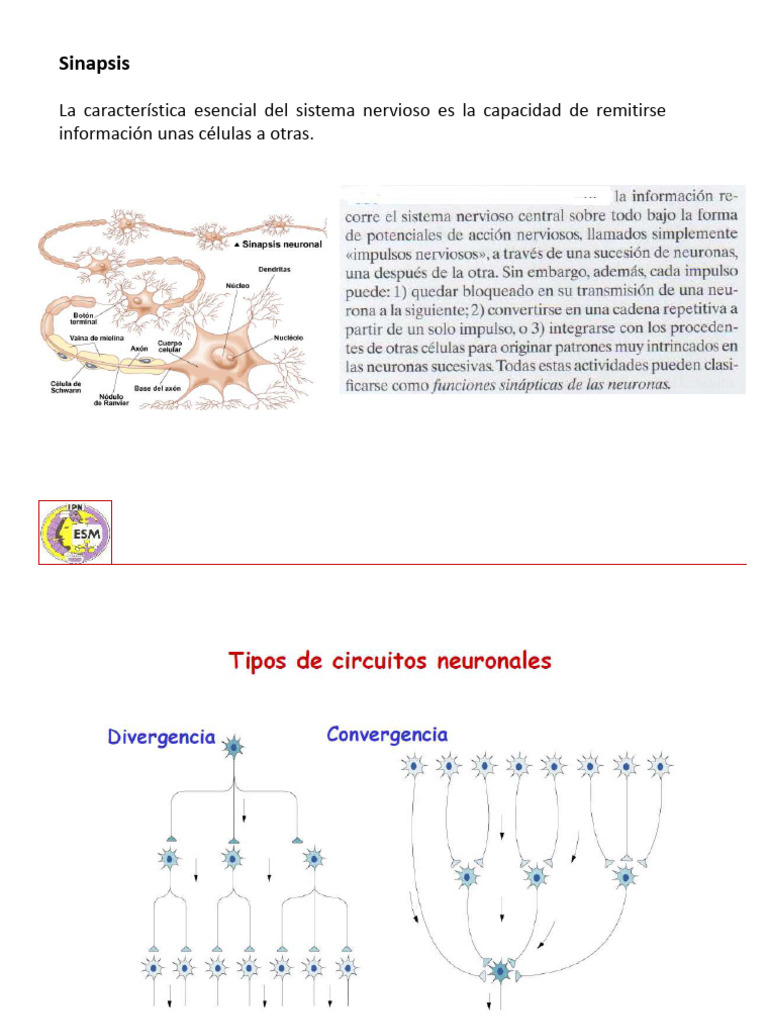 Función y Tipos de Sinapsis Neuronal | PDF | Sinapsis | Neurona