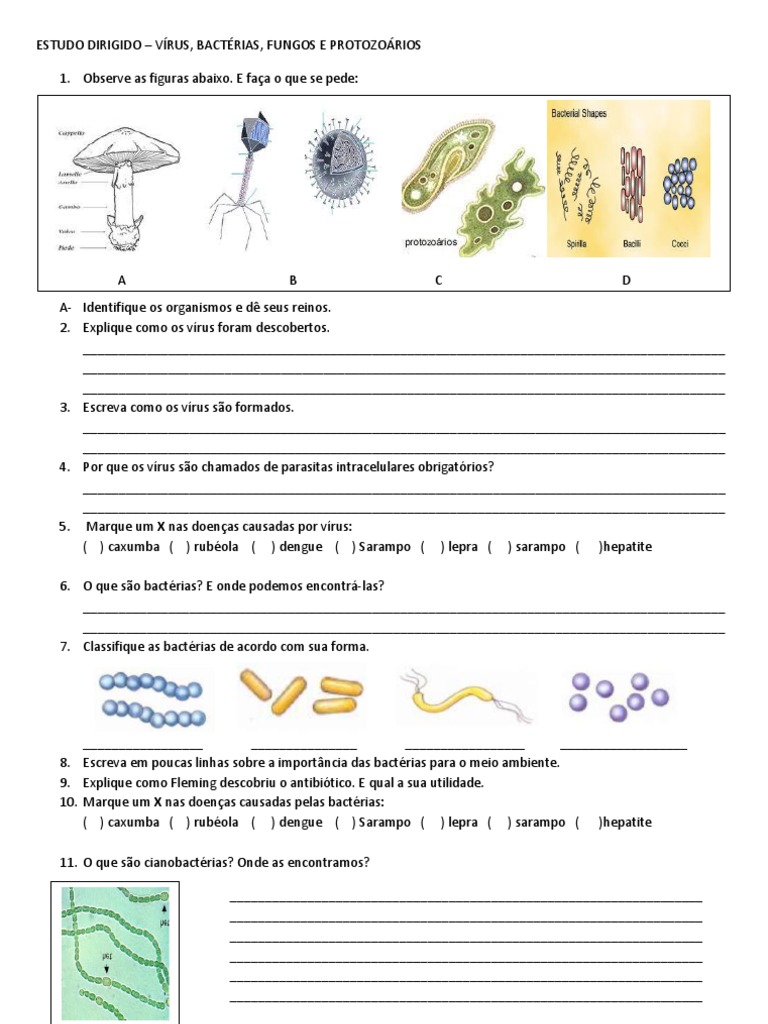 Classifique As Bactérias De Acordo Com Sua Forma