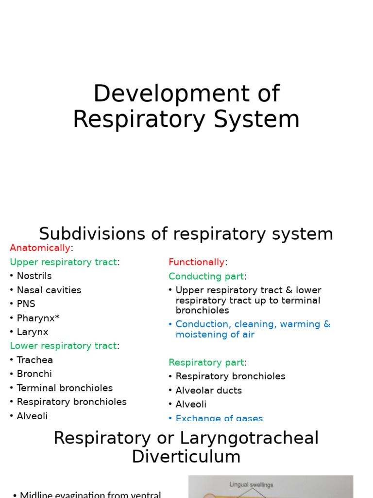 Anatomy and Development of the Respiratory System | PDF | Respiratory ...
