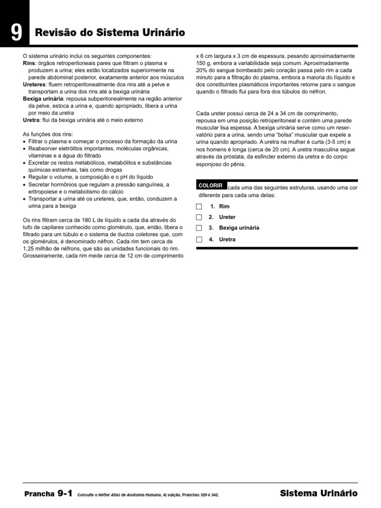 Anatomia do Sistema Urinário Netter | PDF | Rim | Sistema urinário