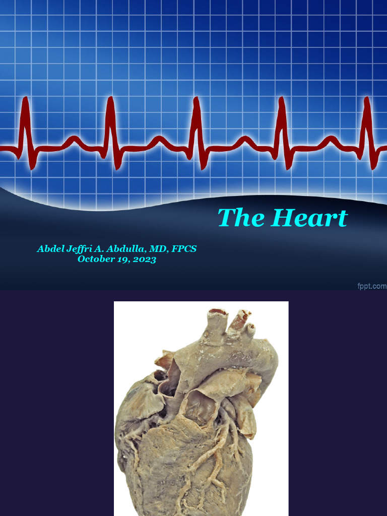Anatomy and Function of the Heart | PDF | Coronary Circulation | Heart