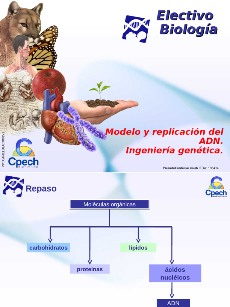 Replicación y Estructura del ADN | PDF | Adn | Replicación De Adn