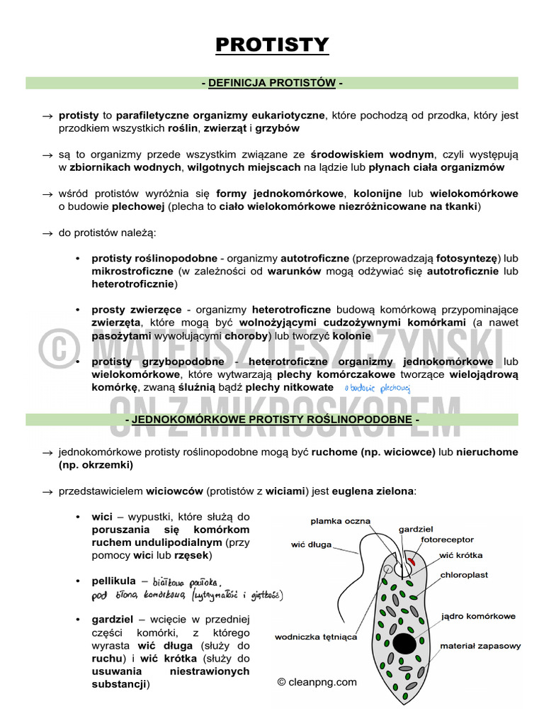 Protisty | PDF