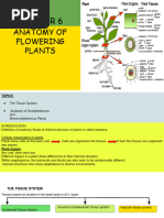 Monocot and Dicot Root Anatomy | PDF | Root | Plant Stem