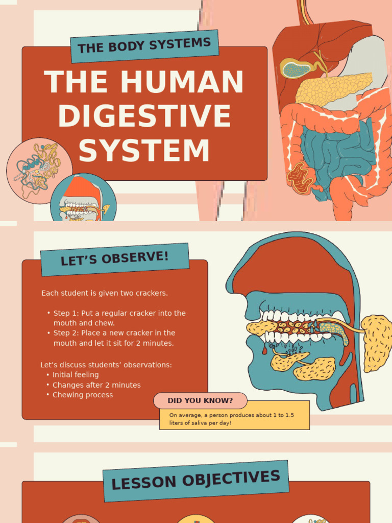 Understanding the Human Digestive System | PDF | Digestion ...