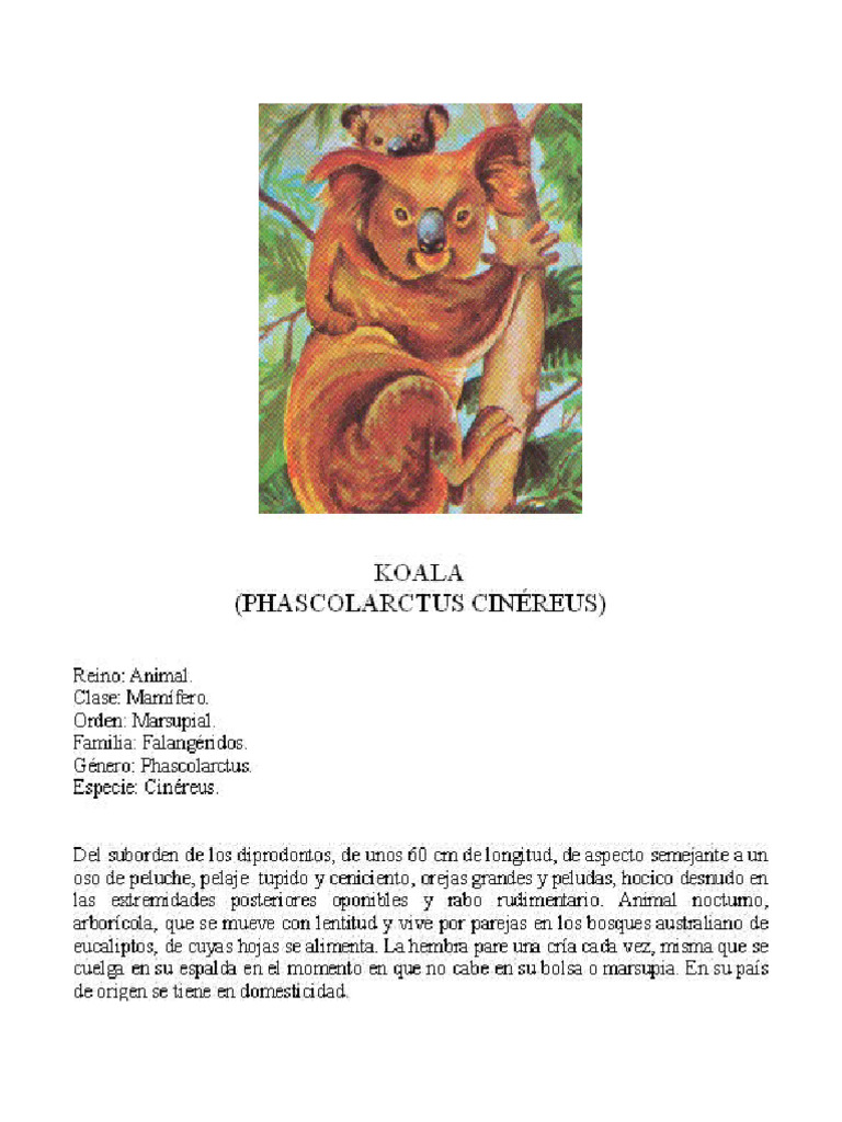 Koala | PDF
