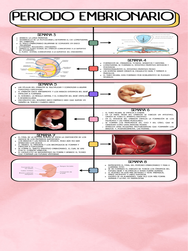 Desarrollo Embrionario: Semanas 3 a 8 | PDF | Embrión | Anatomía