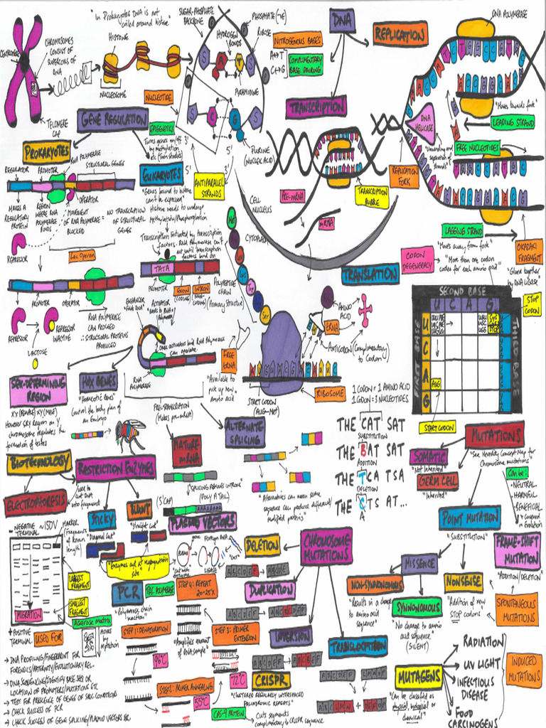 Concept Map - DNA | PDF