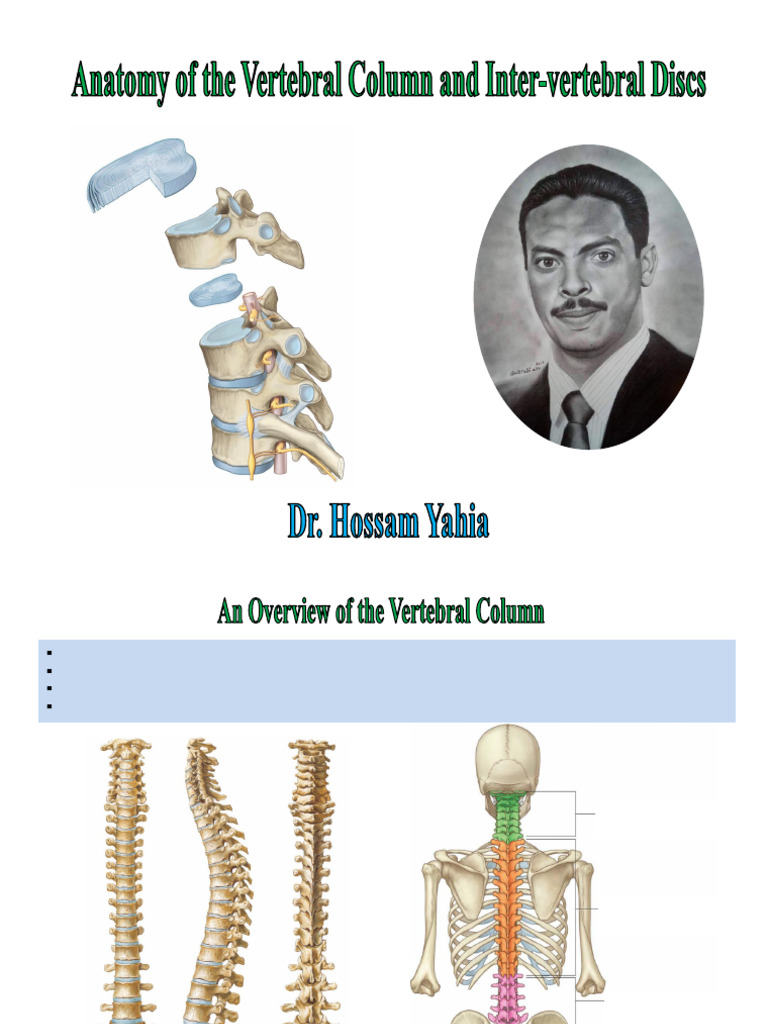 Vertebral Column Anatomy and Function | PDF | Vertebra ...