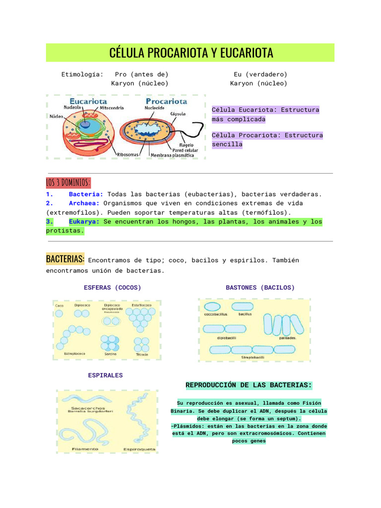 Células Procariotas y Eucariotas: Estructura y Función | PDF ...