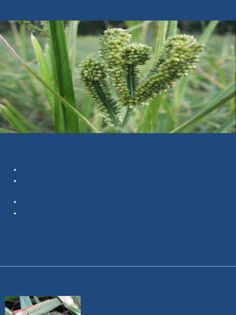 Ragi Disease Management Overview | PDF | Botany | Organisms