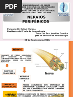 Nervios de la Columna Vertebral | PDF | Anatomía humana | Neuroanatomía