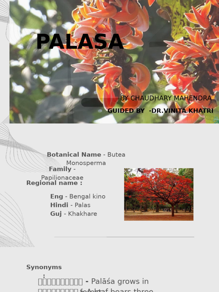 Palasa Tree: Uses and Benefits | PDF | Plant Morphology | Plants