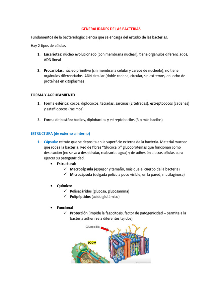 Estructura y Función de las Bacterias | PDF | Las bacterias | Citoplasma