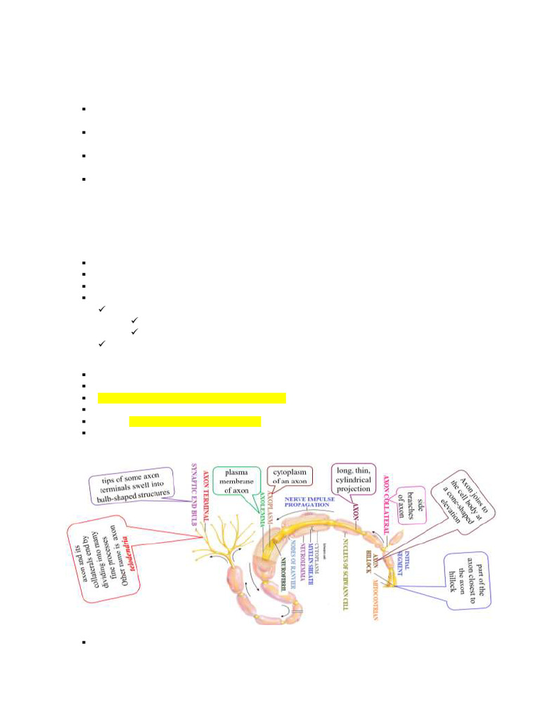 Structural Classification of Neurons | PDF | Neuron | Axon