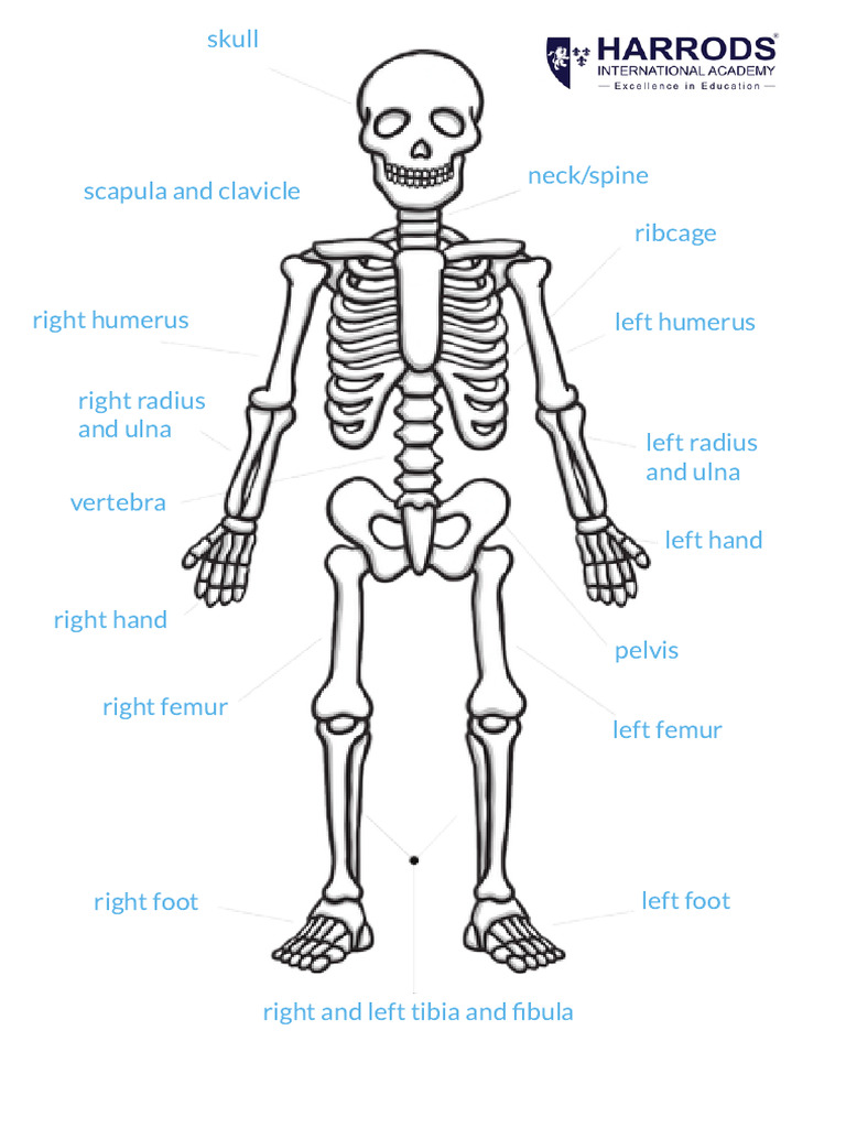 Skeleton | PDF