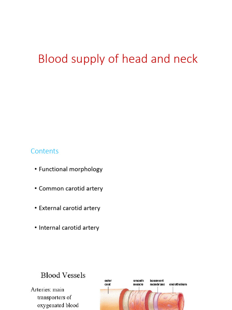 Blood Supply of Head and Neck Anatomy | PDF | Common Carotid Artery | Vein
