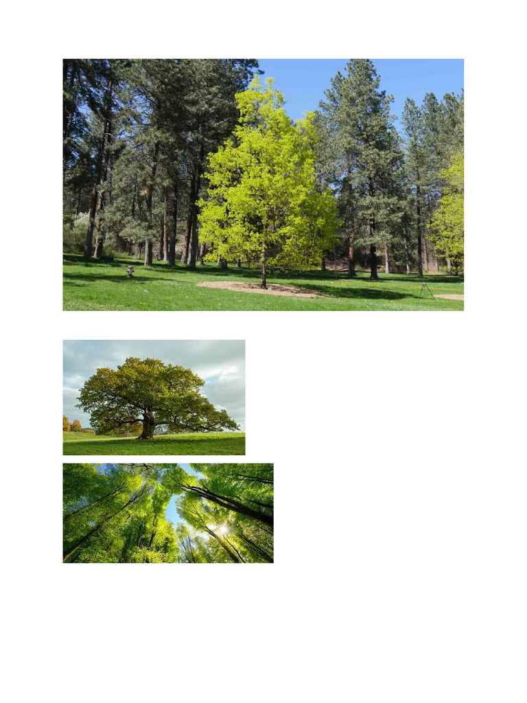 Trees | PDF