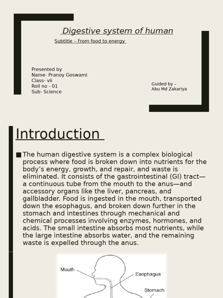 Digestive System of Human-3 | PDF | Gastrointestinal Tract | Digestion