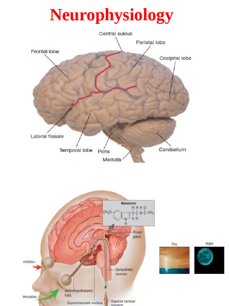 Understanding Neurophysiology Basics | PDF | Motor Neuron | Spinal Cord