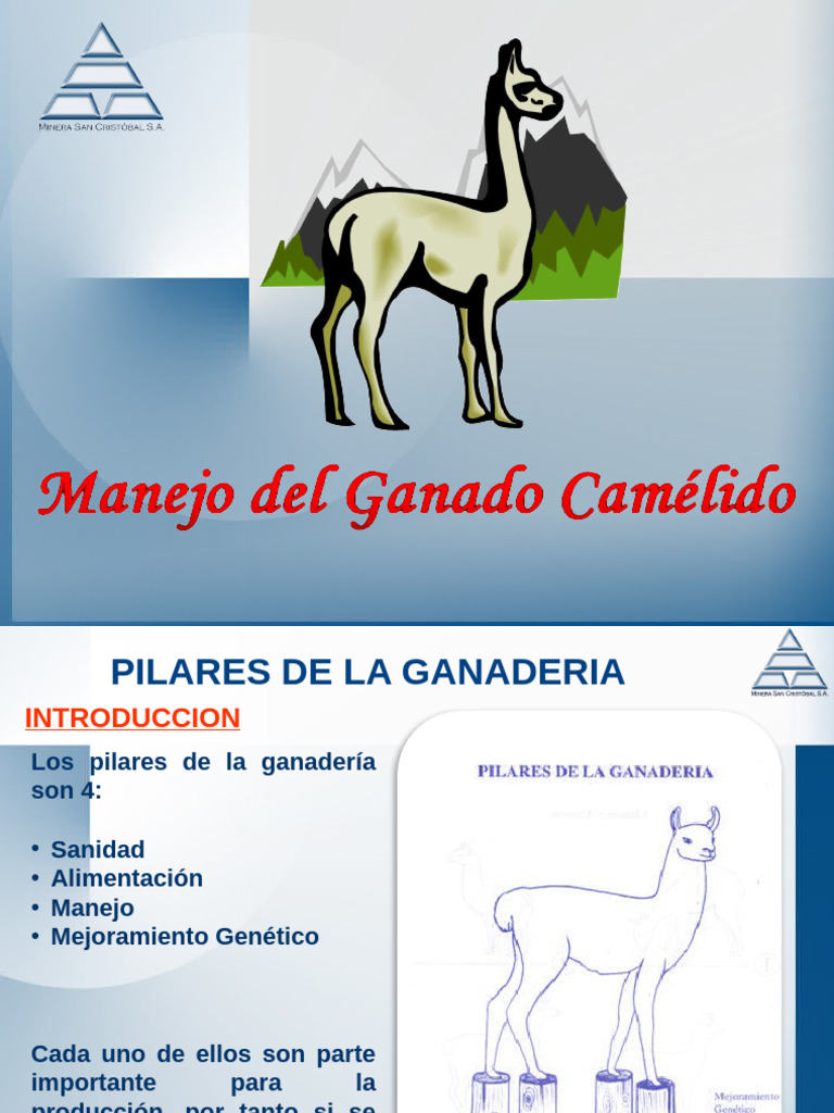 Manejo de Ganado Camelido | PDF | Zoología