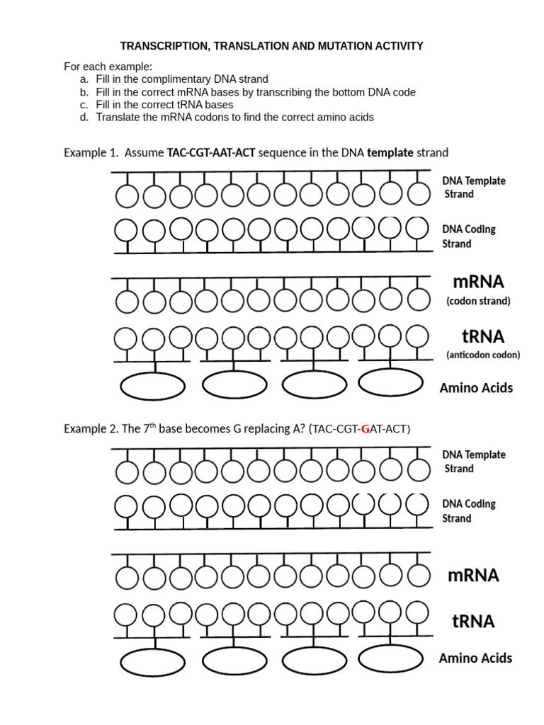 DNA Transcription and Translation Guide | PDF | Translation (Biology ...