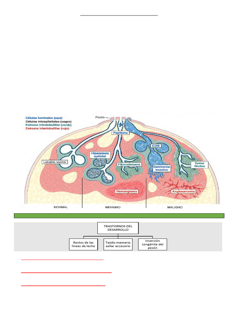 Estructura y trastornos de la mama | PDF | Cáncer de mama | Cáncer