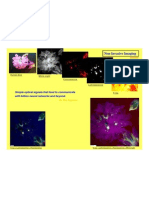 Optical Physics in Floral Attraction- Dr Rao Papineni.