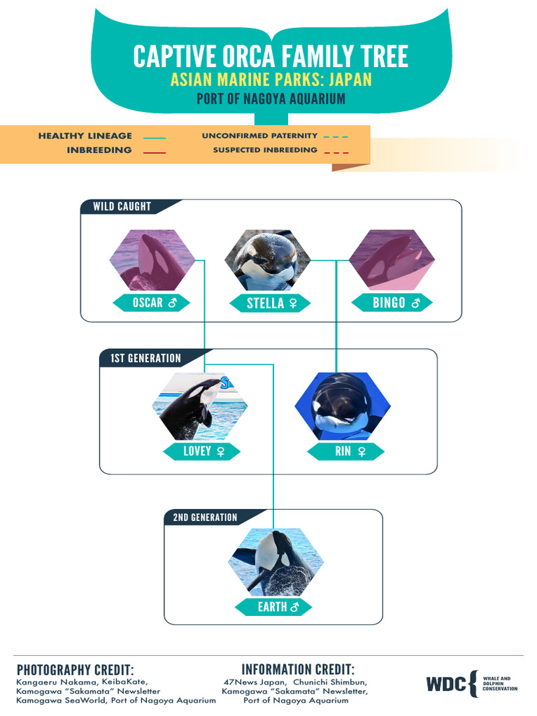 Orca Family Tree and Inbreeding Issues | PDF