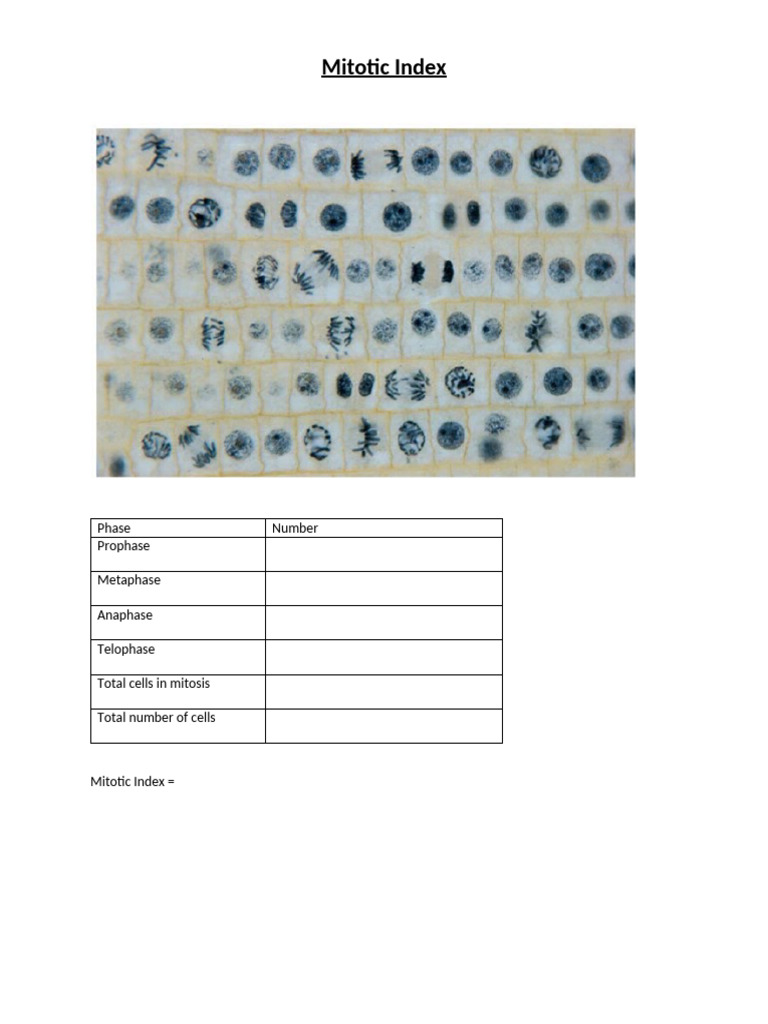 Mitotic Index Practice | PDF