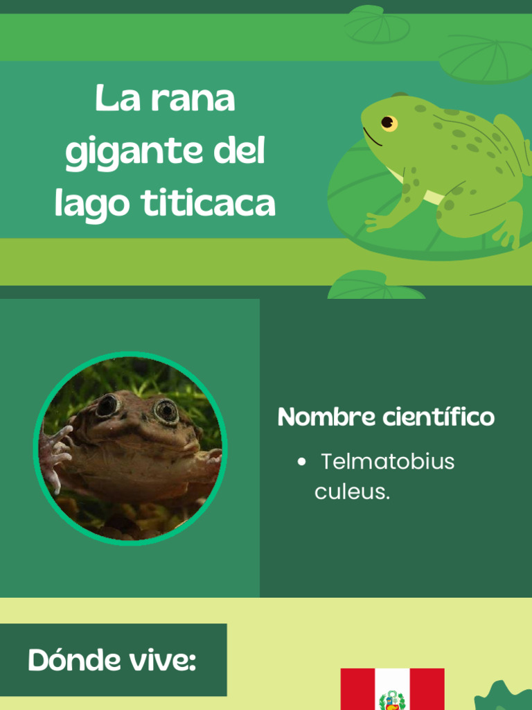 Rana gigante del Lago Titicaca: conservación | PDF