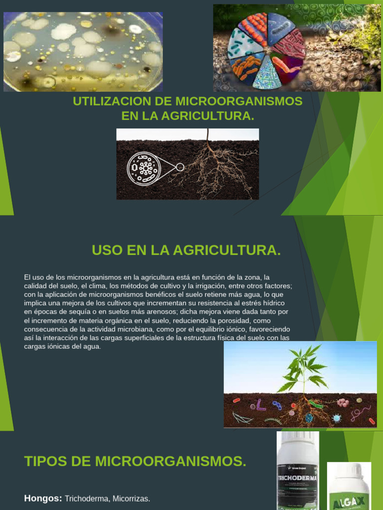 Utilizacion de Microorganismos en La Agricultura | PDF | Suelo ...