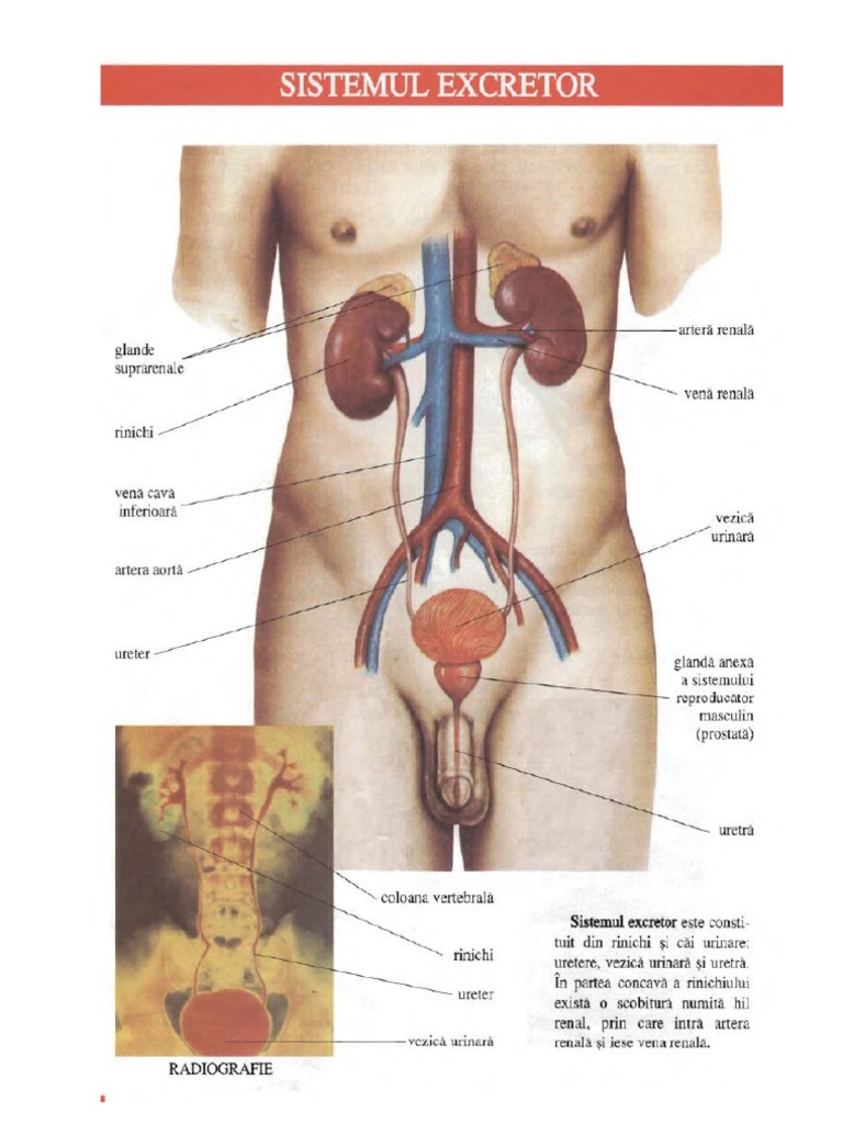 Structura Rinichiului Din Anatomia Omului | PDF