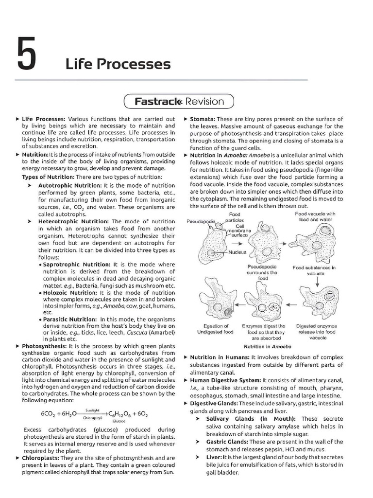 Cbse Question Life Process 10th | PDF