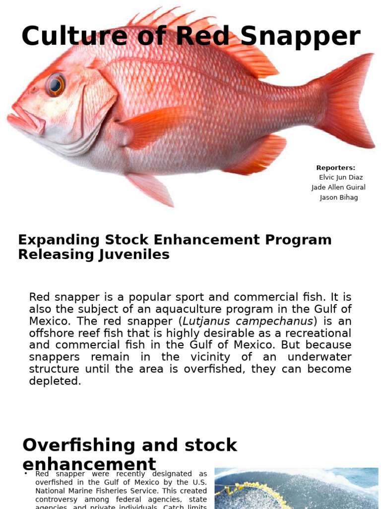Culture of Red Snapper | PDF | Fish | Fish And Humans