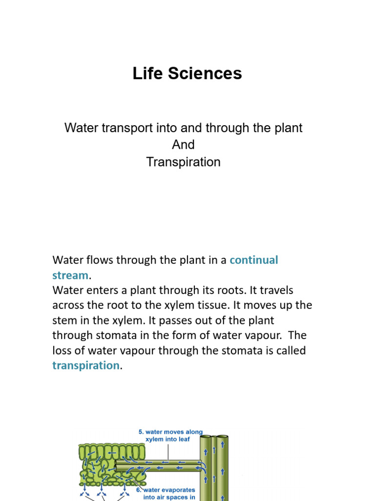Water Transport and Transpiration in Plants | PDF