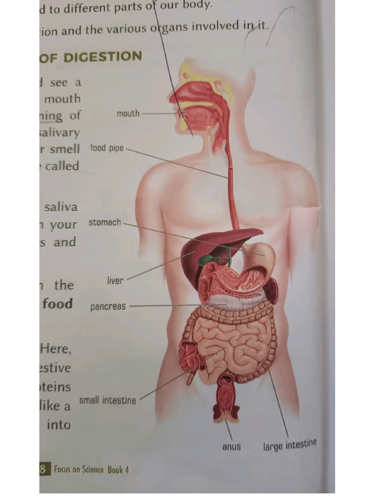 Digestion | PDF