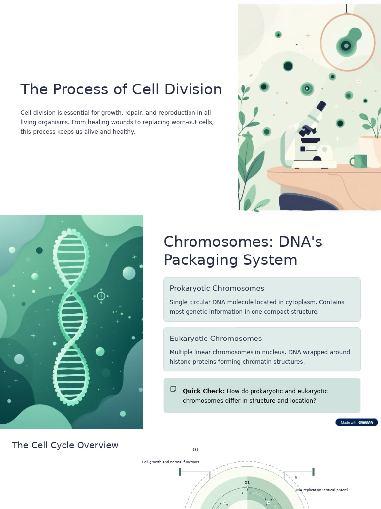 The Process of Cell Division | PDF | Mitosis | Chromosome
