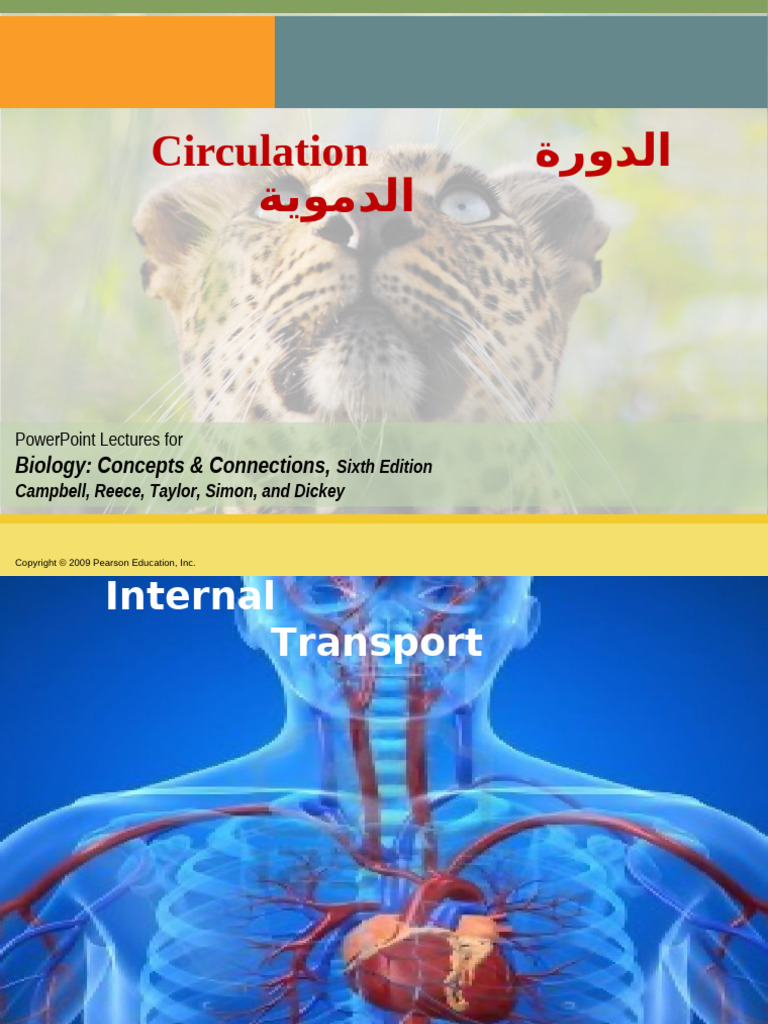 Chap 10 Circulation | PDF