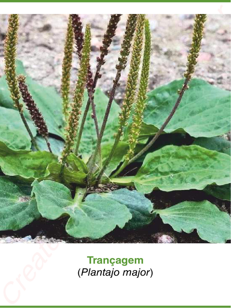 Benefícios do Chá Trançagem | PDF | Bactérias | Antioxidante