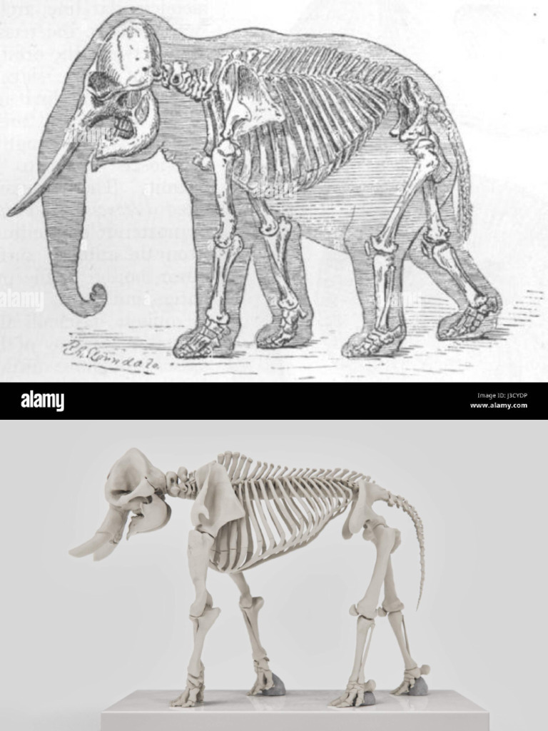Elephant Rigging References 001 | PDF