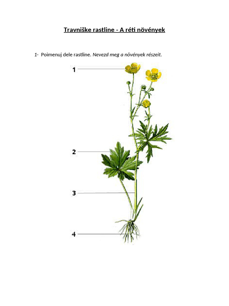 Travniske Rastline UL | PDF