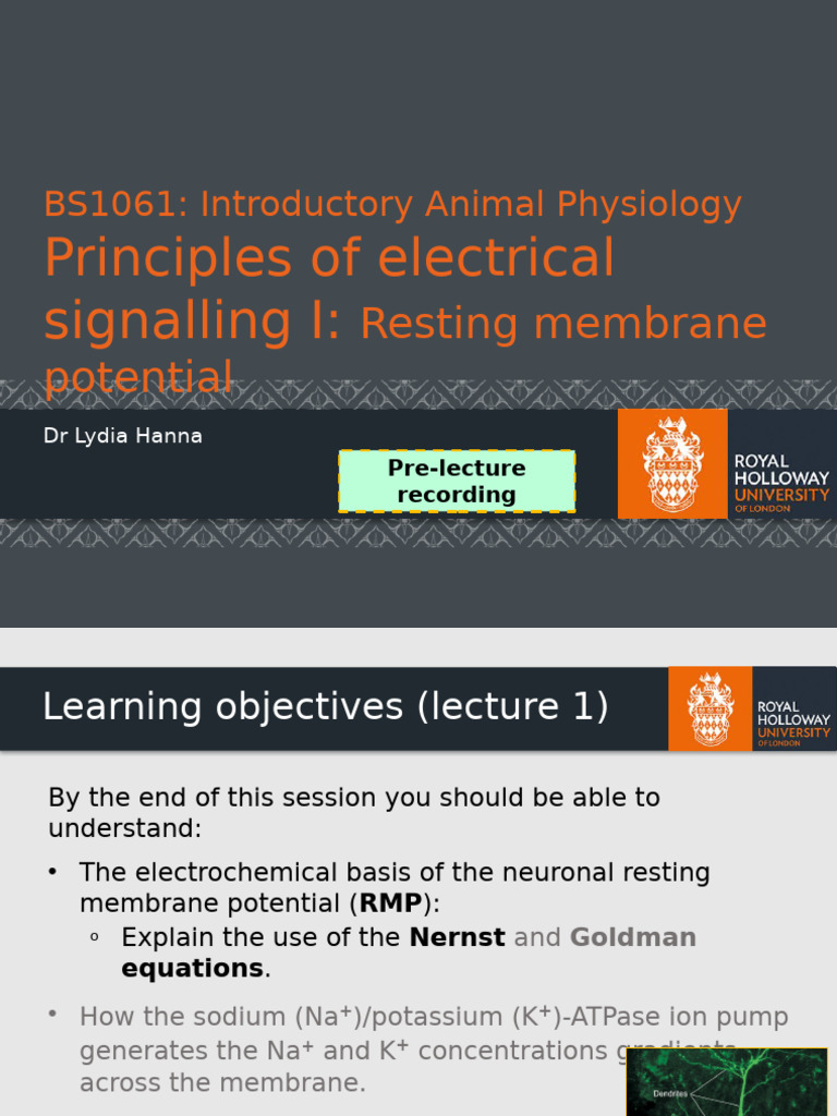 Neuronal Resting Membrane Potential Explained | PDF | Chemical Synapse ...