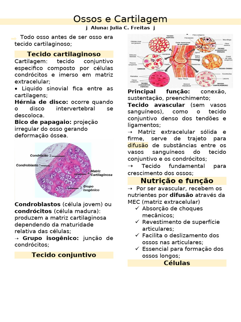 Estrutura e Função de Ossos e Cartilagem | PDF | Osso | Cartilagem
