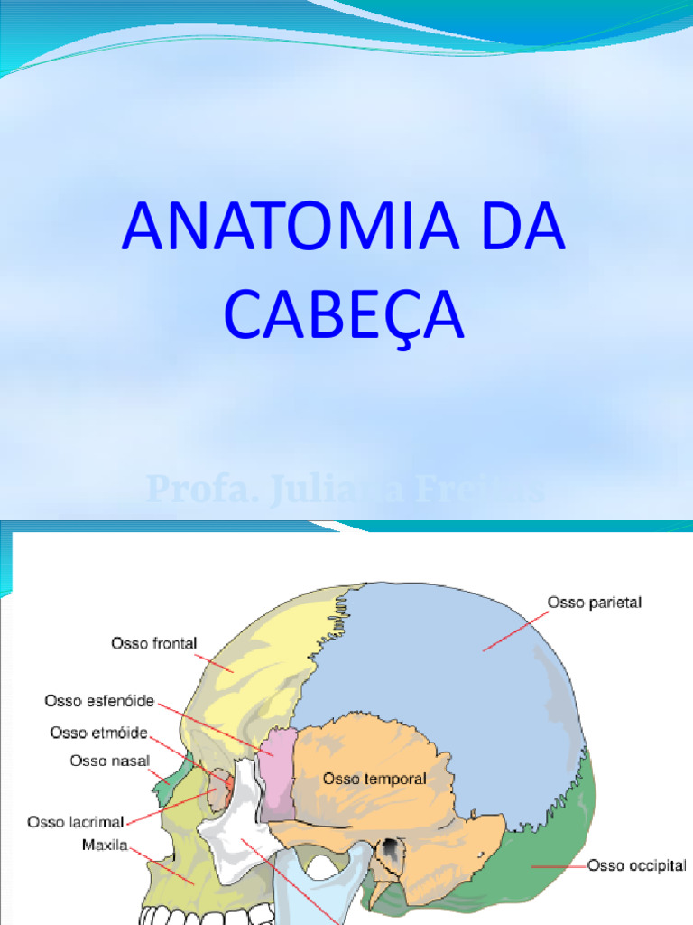 Anatomia Cabeã A e Pescoã o 1 - Desenhos | PDF